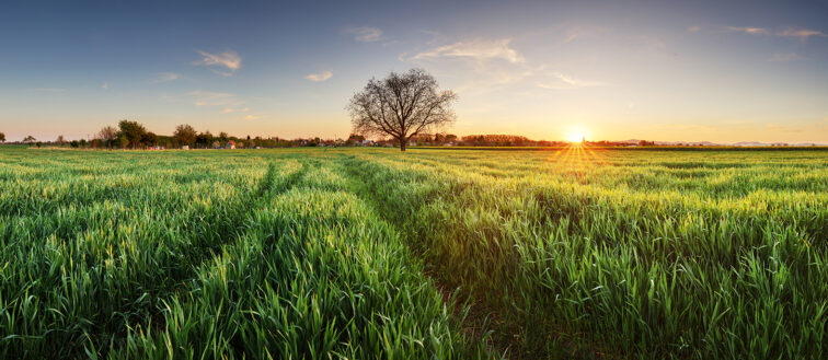 Wheat field at sunset, panorama