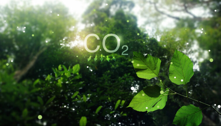 Green leaf in Tropical forest, Reduce CO2 emission concept. Clea