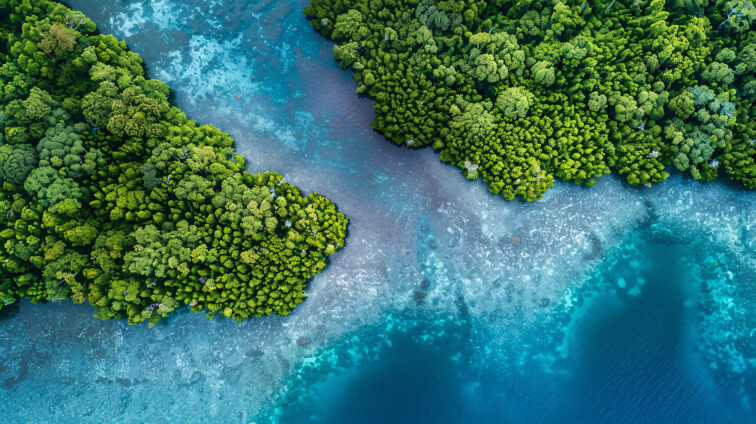 Aerial View of Coastal Mangrove Forest for World Ocean Day