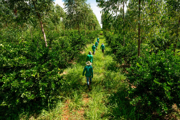 agroforestry system, men picking limes on a plantation, end of t